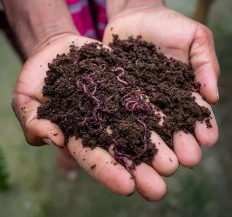 Vermicompost